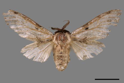 Harpyia microsticta baibarana[小點枝背舟蛾][00045008]