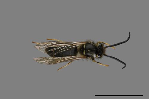 Vespula flaviceps[細黃胡蜂][00072881]