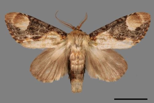 Formofentonia orbifer rotundata[圓紛舟蛾][00052991]