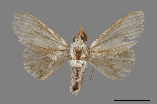 Cnethodonta grisescens baibarana[灰舟蛾][00051923]