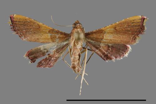 <已分類>Family：Pyralidae[螟蛾科][00024499]