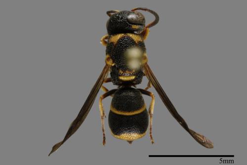 Parancistrocerus kuraruensis[鐘腰螨寄蜾臝][00100856]