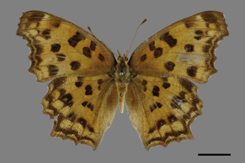 Polygonia c-aureum lunulata[黃蛺蝶][00101141]