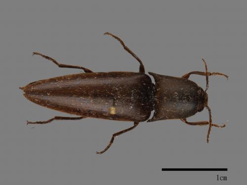 <已分類>Family：Elateridae[叩頭蟲科][00080214]