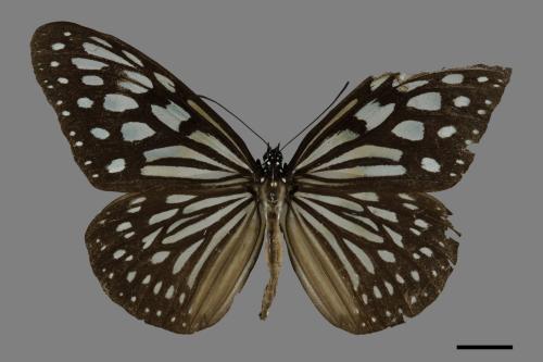 Ideopsis similis[琉球青斑蝶][00093793]