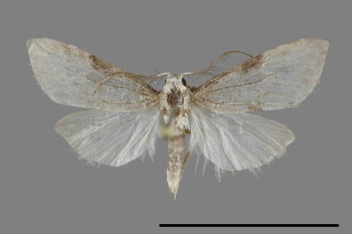 <已分類>Family：Noctuidae[夜蛾科][00091438]