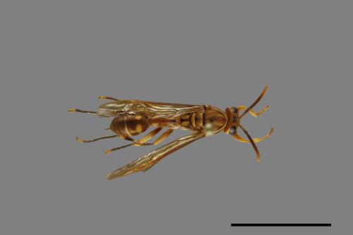 Parapolybia varia[變側異腹胡蜂][00078830]