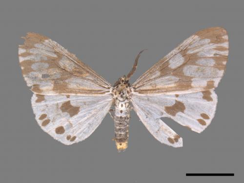 Nyctemera adversata[粉蝶燈蛾][00047945]