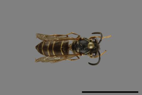 Vespula flaviceps[細黃胡蜂][00073230]