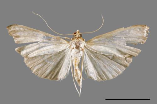 <已分類>Genus：Pleuroptya[00066700]