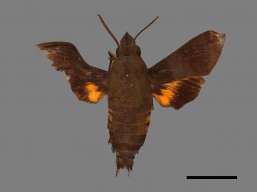 Macroglossum corythus luteata[黃紋長喙天蛾][00016528]