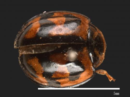 Cheilomenes sexmaculatus[六斑月瓢蟲][00090836]