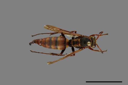 Polistes takasagonus[雙斑長腳蜂][00072817]