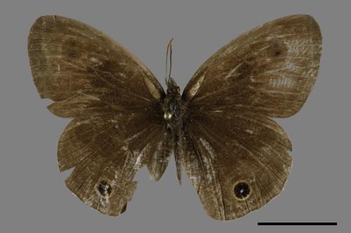 Ypthima multistriata[臺灣波紋蛇目蝶][00094530]