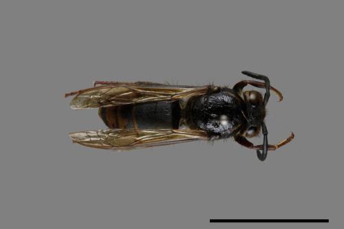 Vespula flaviceps[細黃胡蜂][00073150]