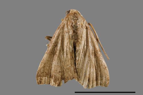 <已分類>Family：Crambidae[草螟科][00021357]