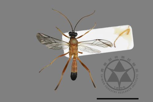 <已分類>Family：Ichneumonidae[姬蜂科][00196139]