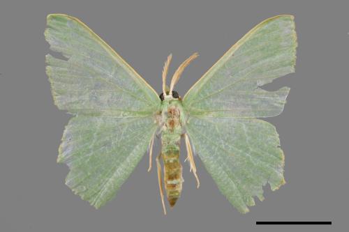 Thalassodes immisarius opalinus[粗脛翠尺蛾][00038637]