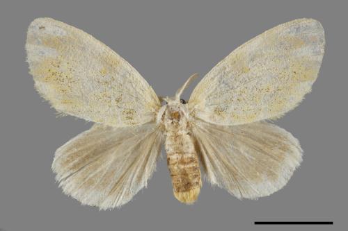 Euproctis kanshireia[00056326]