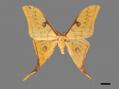 Actias heterogyna subaurea[台灣長尾水青蛾][00016374]