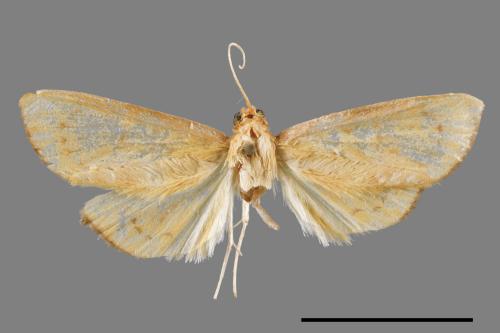 <已分類>Family：Crambidae[草螟科][00053843]