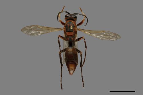 Polistes tenebricosus[赭褐長腳蜂][00074298]