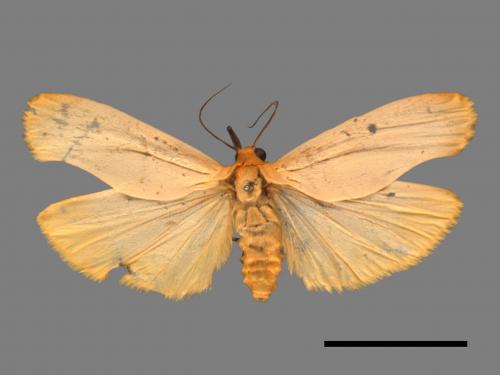 Eilema usuguronis[黃邊土苔蛾][00018427]