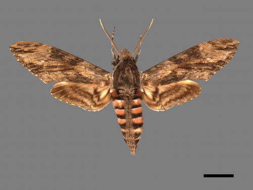 Agrius convolvuli[白薯天蛾][00017006]