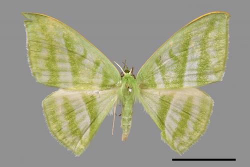 Mixochlora vittata[三岔鐮翅綠尺蛾][00056020]