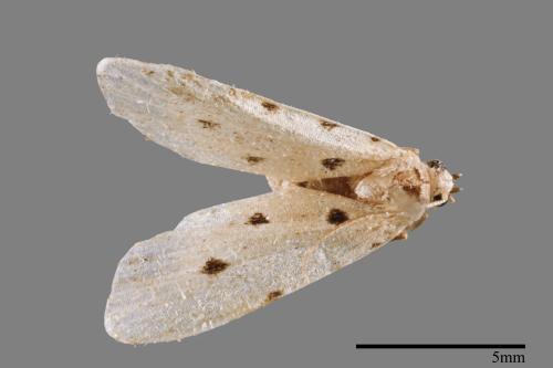 Metaemene atrigutta maculata[麗夜蛾][00009165]