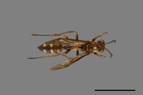Parapolybia nodosa[叉胸異腹胡蜂][00078655]