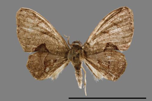 Phazaca alikangensis[里港圓翅雙尾蛾][00012589]