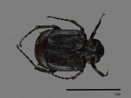 <已分類>Family：Scarabaeidae[金龜子科][00081870]