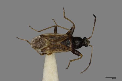 Horridipamera nietneri[紫黑刺脛長蝽][00040757]