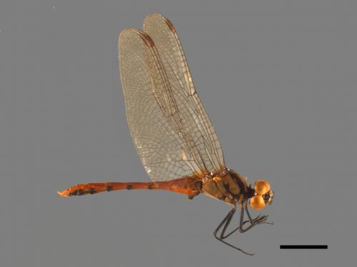 Sympetrum eroticum ardens[焰紅蜻蜓][00103700]