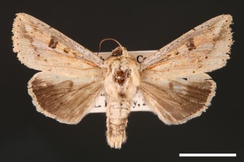 Mythimna albomarginata rubea[白緣秘夜蛾][00001521]