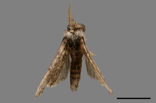 <已分類>Genus：Olene[00059872]
