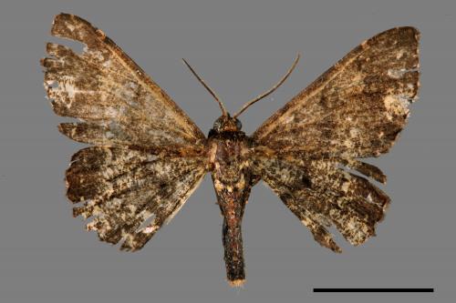 Abaciscus tristis[碎白鋸線尺蛾][00045322]