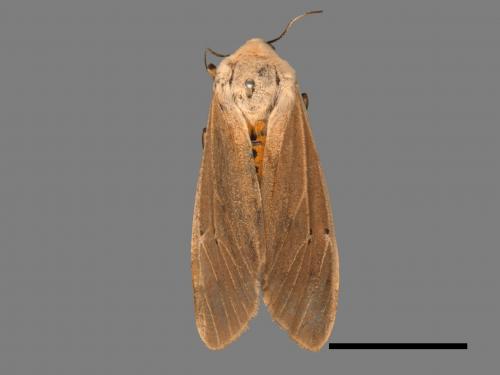 Creatonotos transiens vacillans[八點燈蛾][00021870]