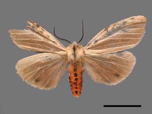 Spilarctia contaminata[褐污燈蛾][00018742]