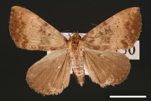 Scedopla umbrosa[00007231]
