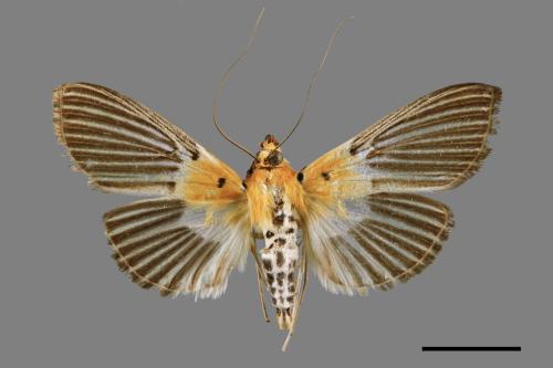 Nevrina procopia[車輪螟蛾][00052931]