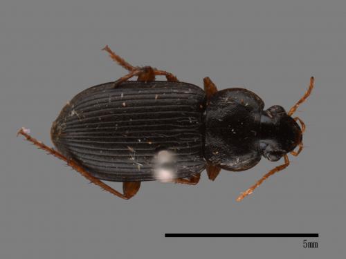 <已分類>Family：Carabidae[步行蟲科][00026437]