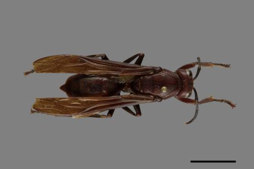 Polistes gigas[巨長腳蜂][00074429]