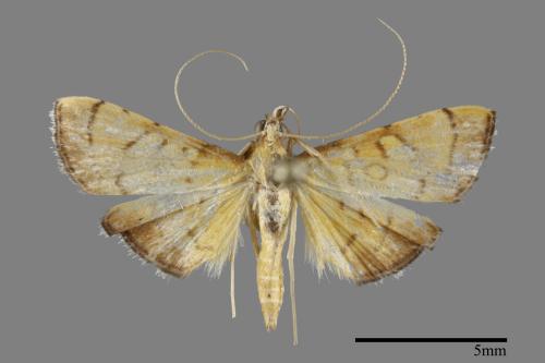 <已分類>Family：Crambidae[草螟科][00100442]