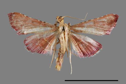 <已分類>Family：Pyralidae[螟蛾科][00064316]