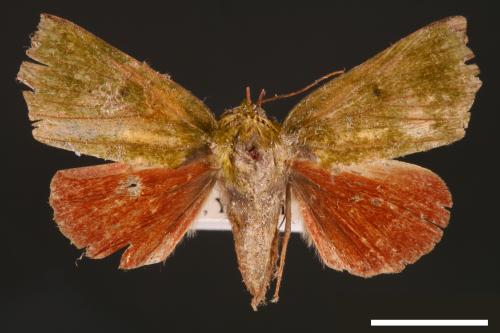Clethrophora distincta[00004469]