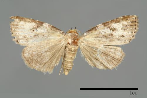 Bryophilina mollicula[00009464]