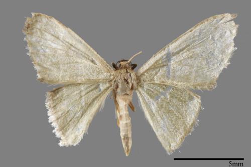 <已分類>Genus：Idaea[00038809]