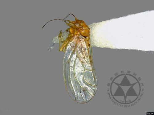 <已分類>Family：Psyllidae[木蝨科][00076724]